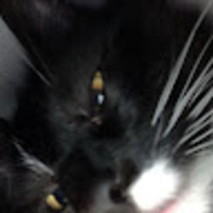 Meet your Posher, Badger